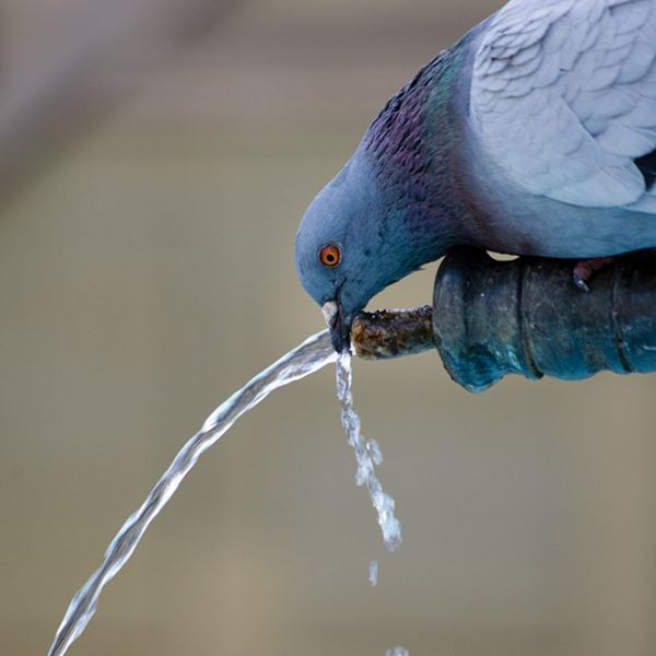Zwierzęta też piją wodę